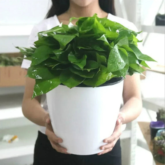 Hydroponic Flower Pot Plastic Home Decoration